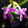 C.violacea x sib (S A 3 x flames Por de Sol).Ching Hua Orchids